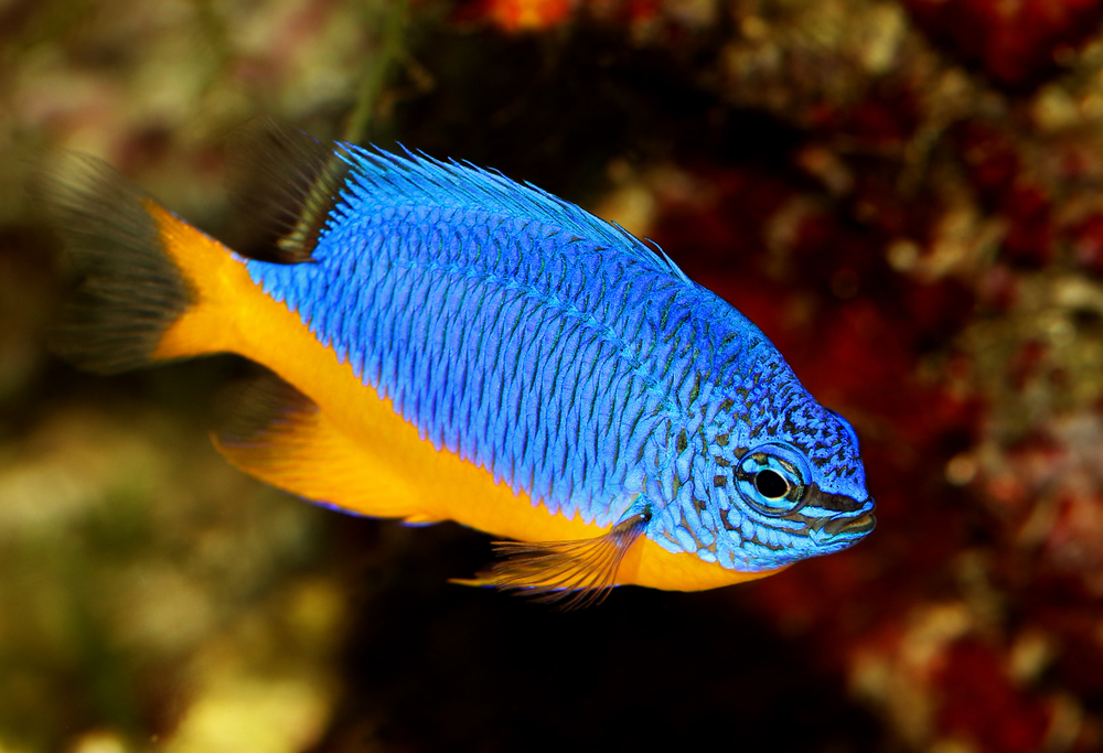 damselfish