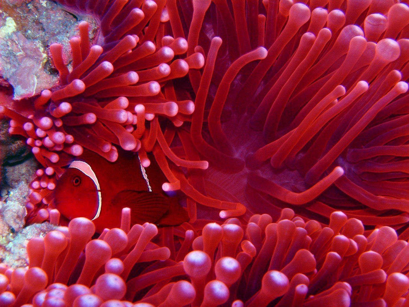 red tomato sea anemone